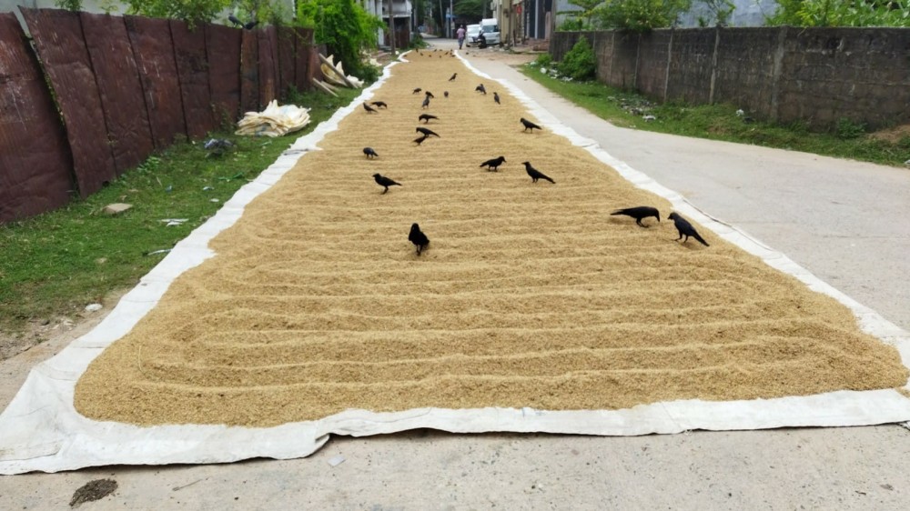 அறுவடை ஆரம்பம், நெல் விலை வீழ்ச்சி