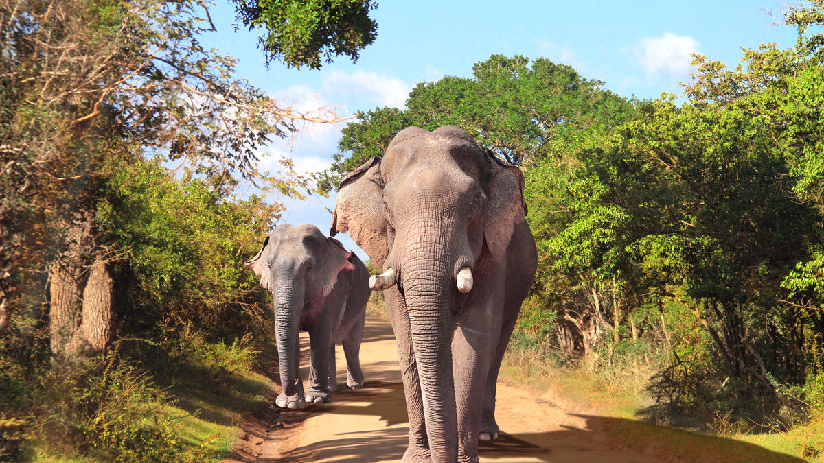 Udawalawe Jeep Safari & Elephant Transit Home