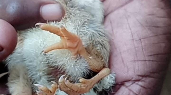 நான்கு கால்களுடன் பொரித்த கோழிக்குஞ்சு