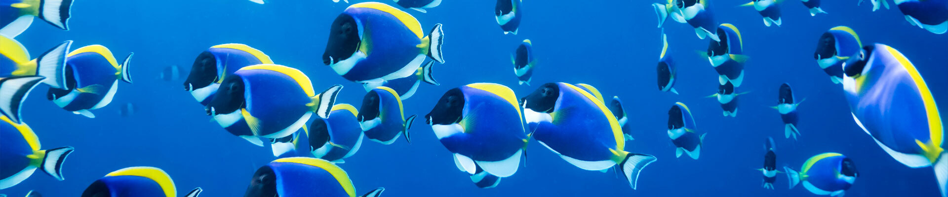 Luxury Maldives Holidays