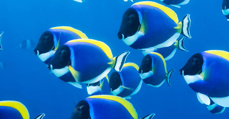 Luxury Maldives Holidays