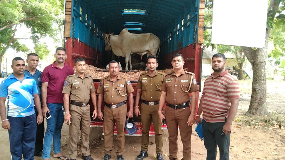 கால்நடைகளை ஏற்றிச் செல்லும் விதிமுறைகளின்மையால் இருவர் கைது