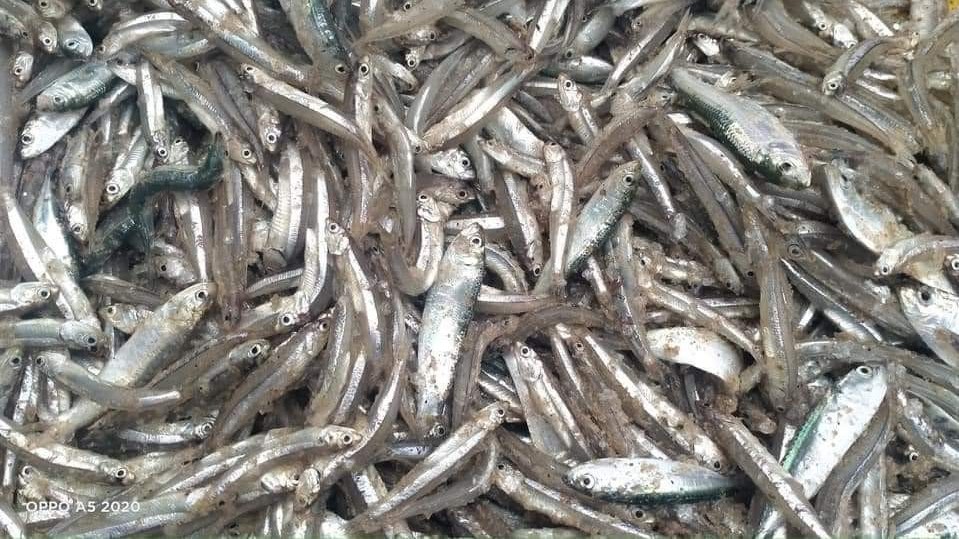 அம்பாறையில் கடல் மீன்பிடி ஆரம்பம்