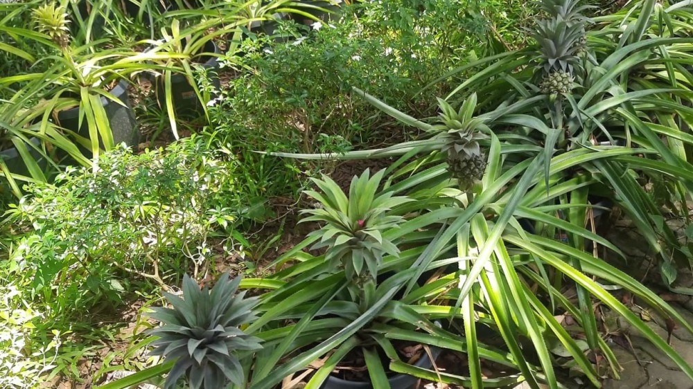 சாடிகளிலும் பயிரிடலாம் - வென்றுகாட்டிய யாழ் இந்து கல்லூரி