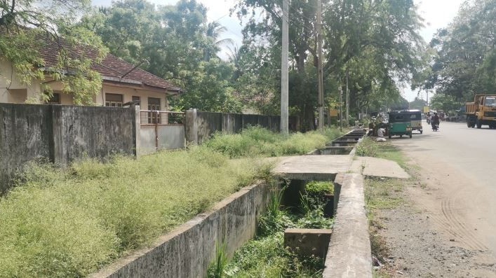 வவுனியாப் பகுதிகளை ஆக்கிரமிக்கும் பார்த்தீனியம் களை