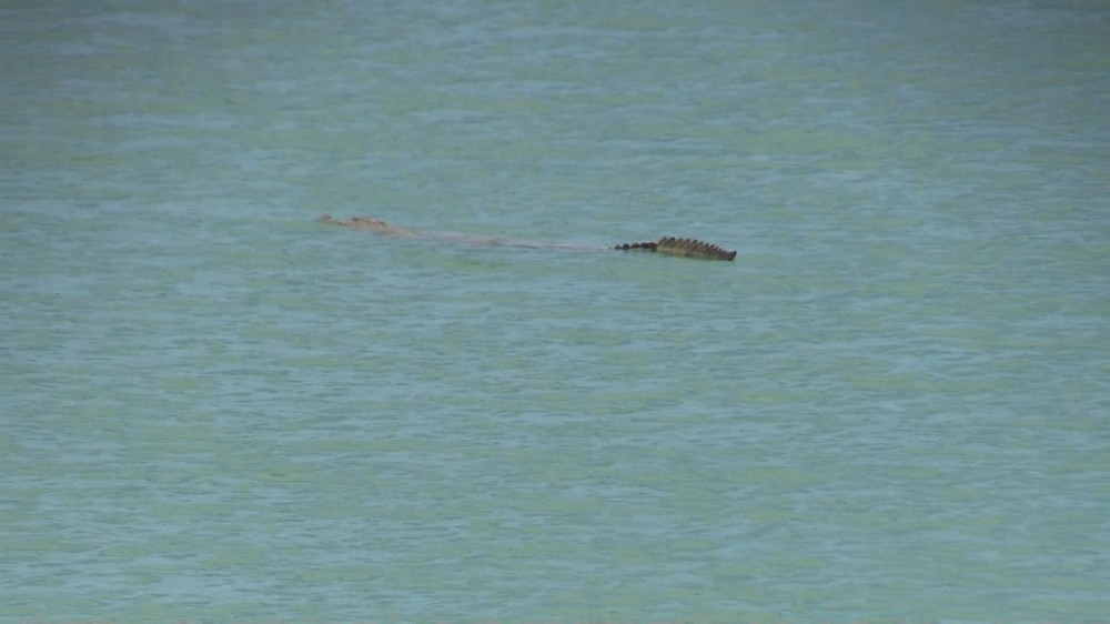 தொண்டைமானாற்றில் முதலைகள் - அவதானம் - ஆலய நிர்வாகம்