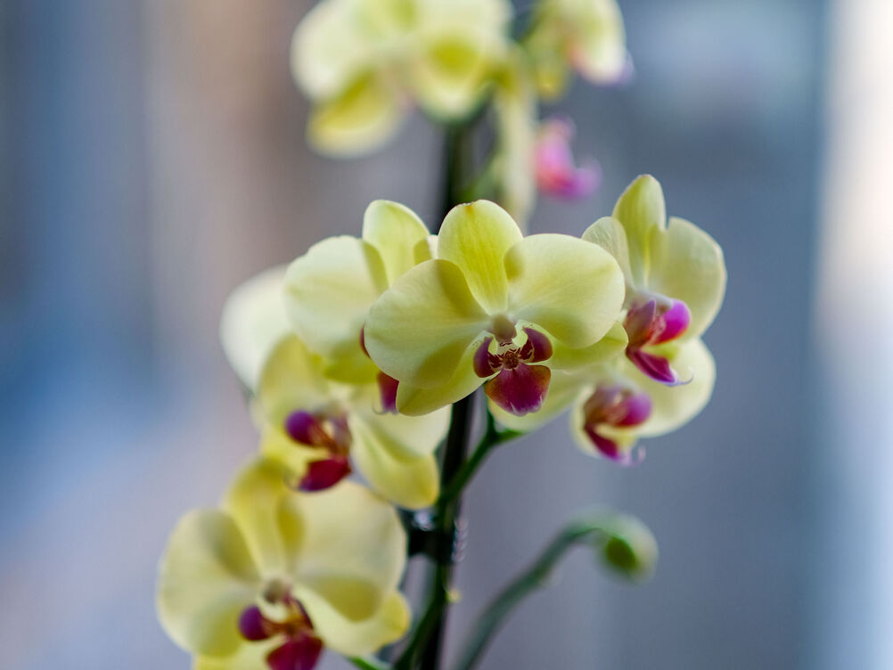 Junior Suite/Apartment with Sauna