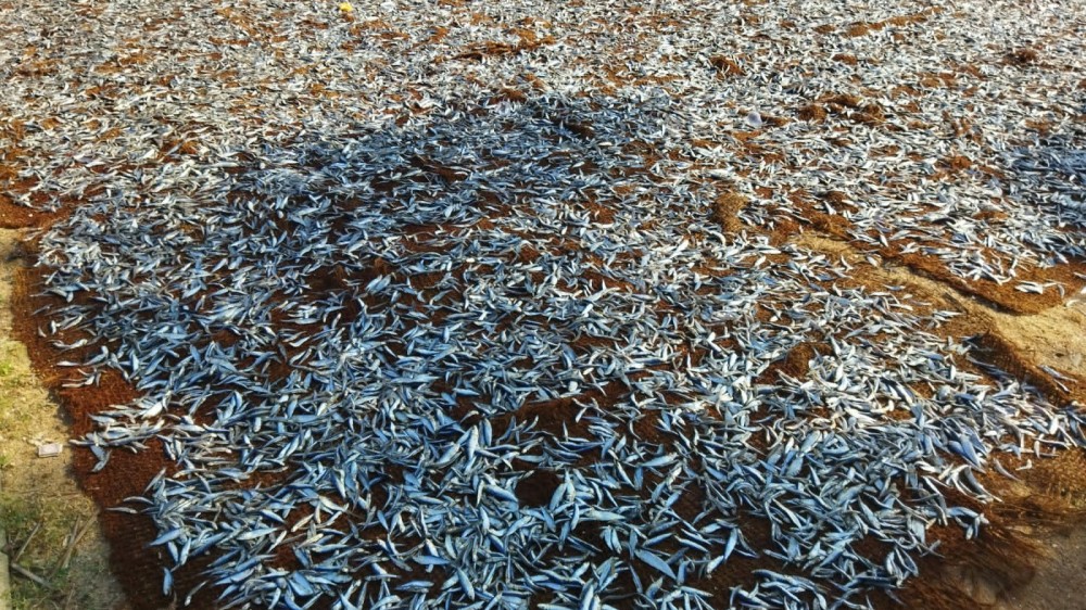 அமோக மீன்பிடி