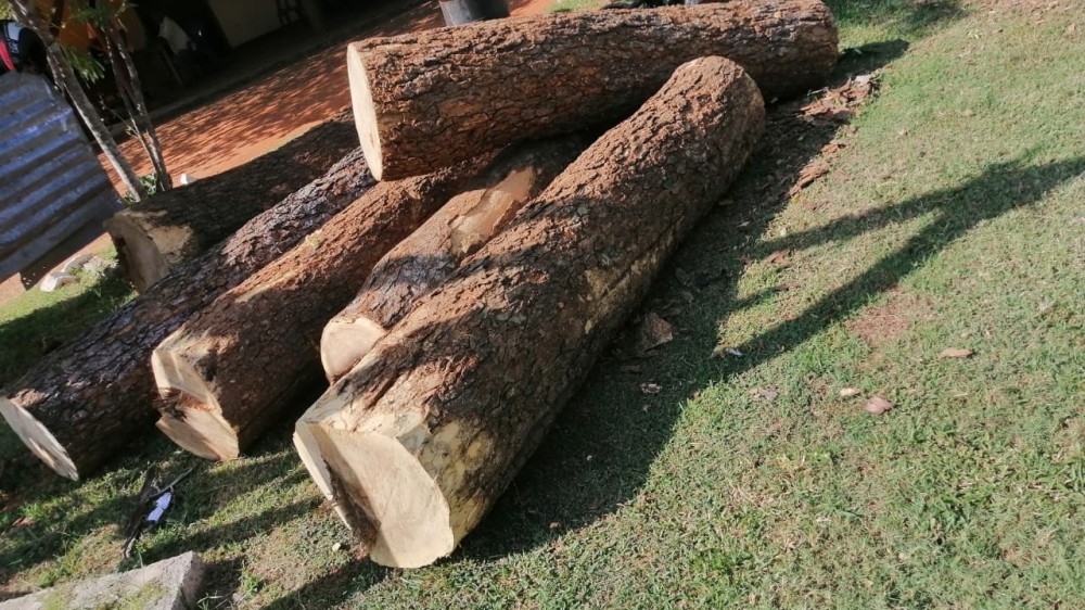 சட்டவிரோத மரக்கடத்தல் - சாரதி தப்பி ஓட்டம் - பொலிஸில் மரக்குற்றிகள்