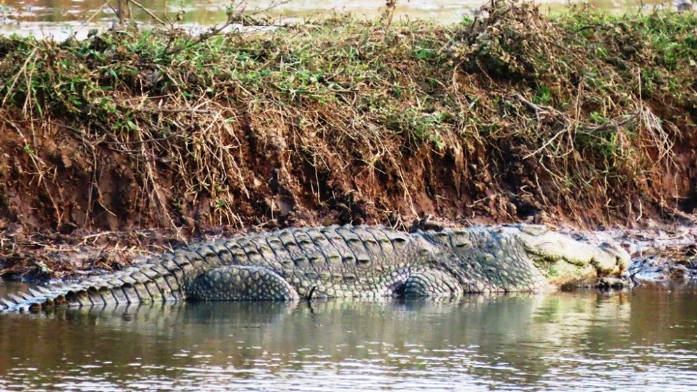 முதலைகளாலும் தொல்லை