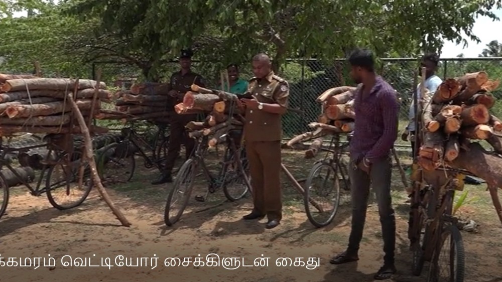 சவுக்கமரம் வெட்டியோர் சைக்கிளுடன் கைது