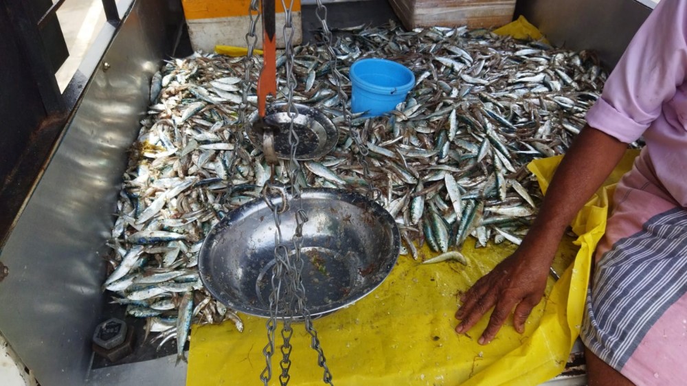 கடல் மீன் விலை வீழ்ச்சி