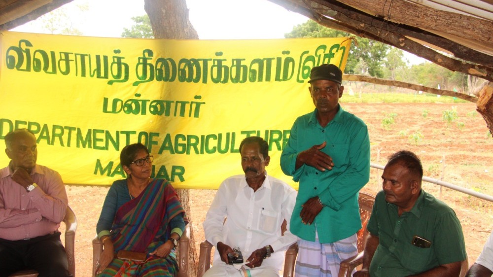 இஞ்சி அறுவடை விழா