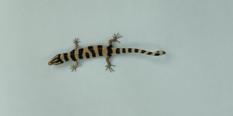 பலவகைச் செய்தித் துணுக்குகள்