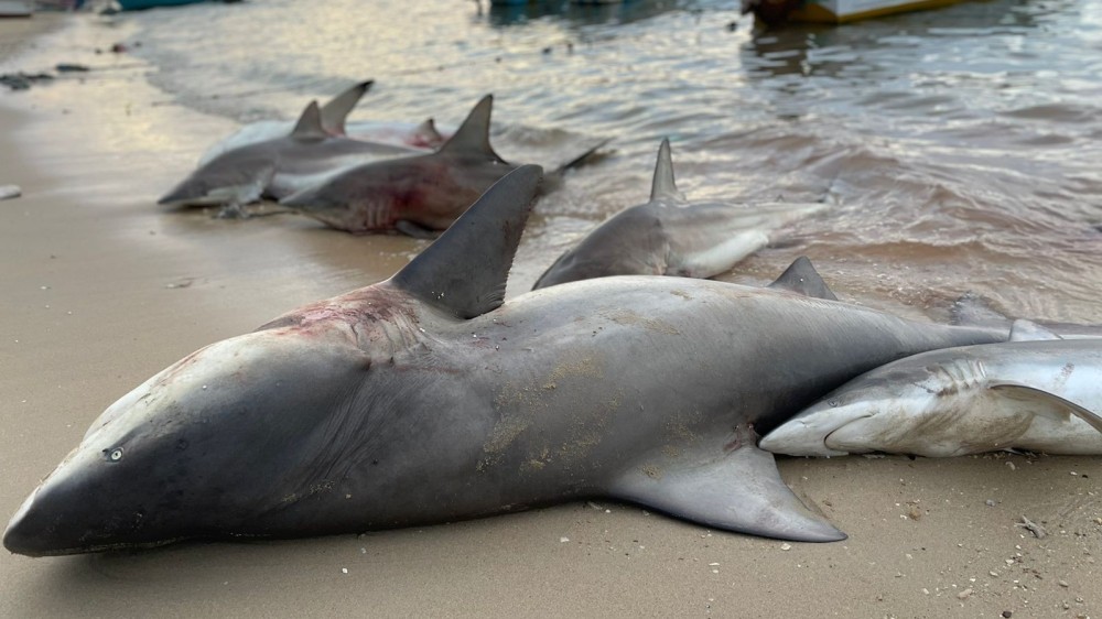 பருத்தித்துறையில் பிடிக்கப்பட்ட ஏராளமான சுறா மீன்கள்