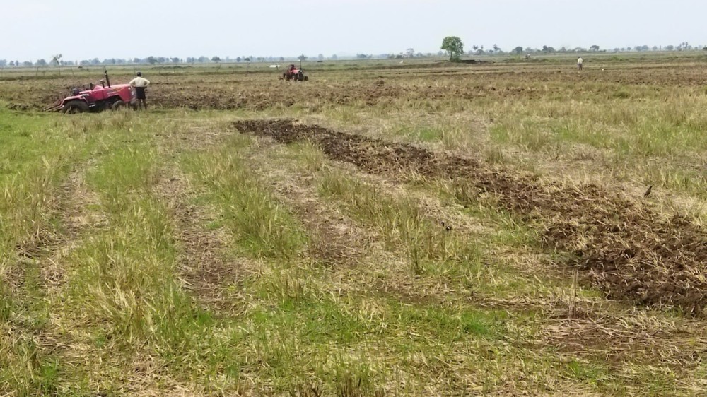 பெரும்போக நெற்செய்கை ஆரம்பம்