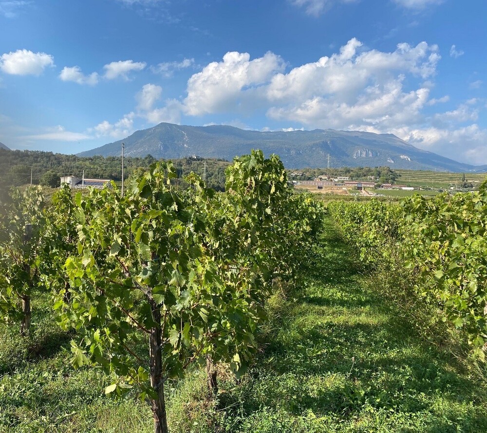 Zoning in on Bardolino