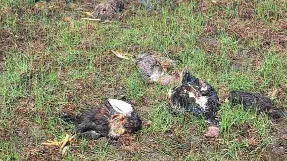 விஷம் வைத்து 35 கோழிகள் கொலை