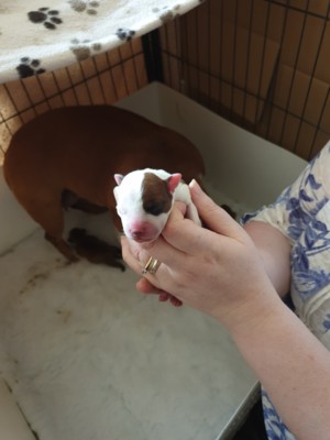 Moving forward.......our 2nd litter