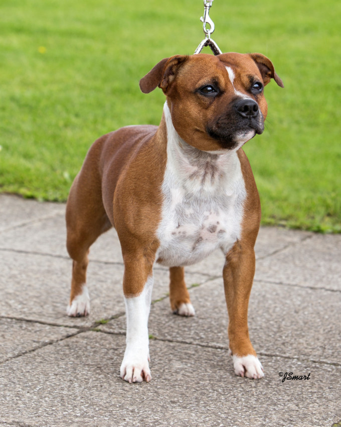 Moving forward.......our 2nd litter