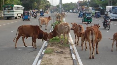 சட்ட நடவடிக்கை