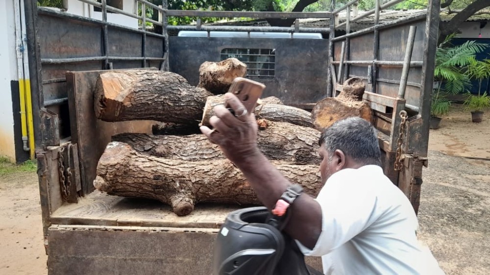 வேப்பமரக் குற்றிகள் கடத்தல்