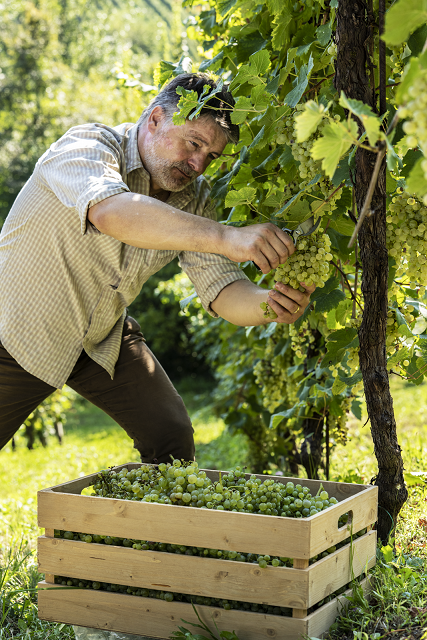 Asolo - Prosecco that Knows its Place