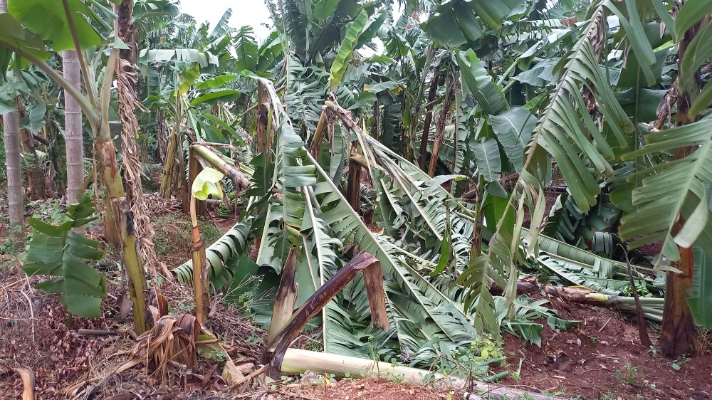 வடக்கில் புயலின் கோரத்தாண்டவத்தால் - வீடுகள் சேதம் - கால்நடைகள் சாவு