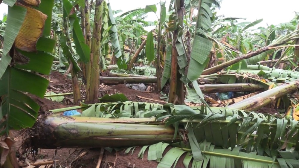 சீரற்ற காலநிலையினால் சீரழிக்கப்பட்ட வாழை மரங்கள்