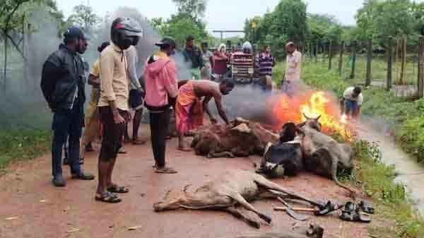 காலநிலை மாற்றம் காவு கொள்ளப்பட்ட கால் நடைகள்