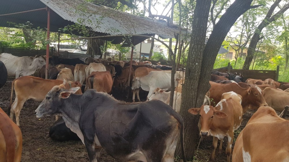 கால்நடைகள் தண்டப் பணத்தால் விடுவிப்பு