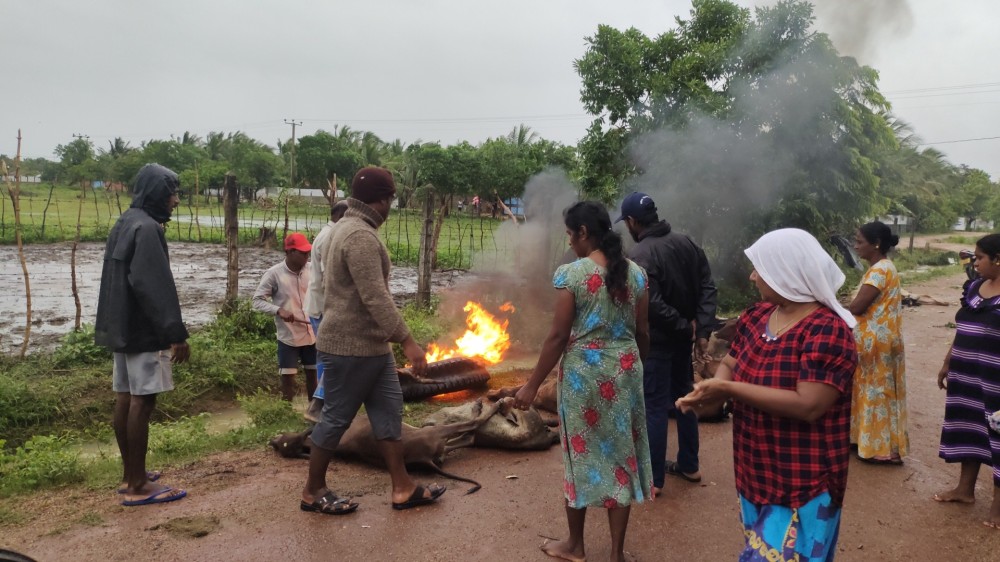 கால்நடைகள் கடும் குளிரால் உயிரிழந்தன