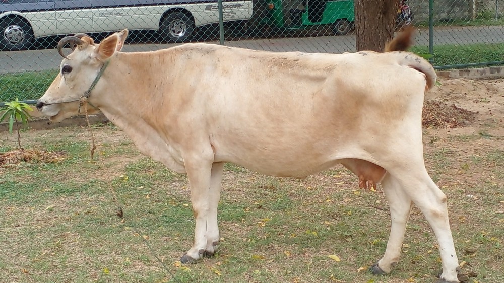 நான்கு பசு மாடுகளை காப்பாற்றிய  பொலிஸ்