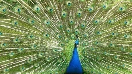 மக்கள் காங்கிரஸ் தனித்துப் போட்டி