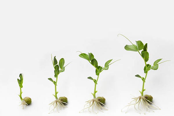 4 Key Strategies to Manage Business Growth