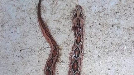 பாம்புக்கடிக்கு இலக்கான இளைஞன்