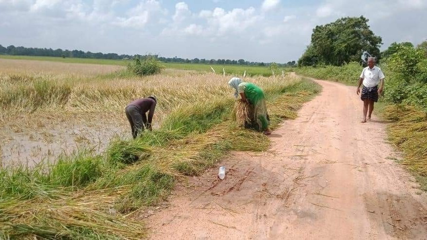 நானாட்டான் பிரதேசத்தில் மேய்ச்சல் நிலம் இன்மையால் விவசாயிகள் பாதிப்பு