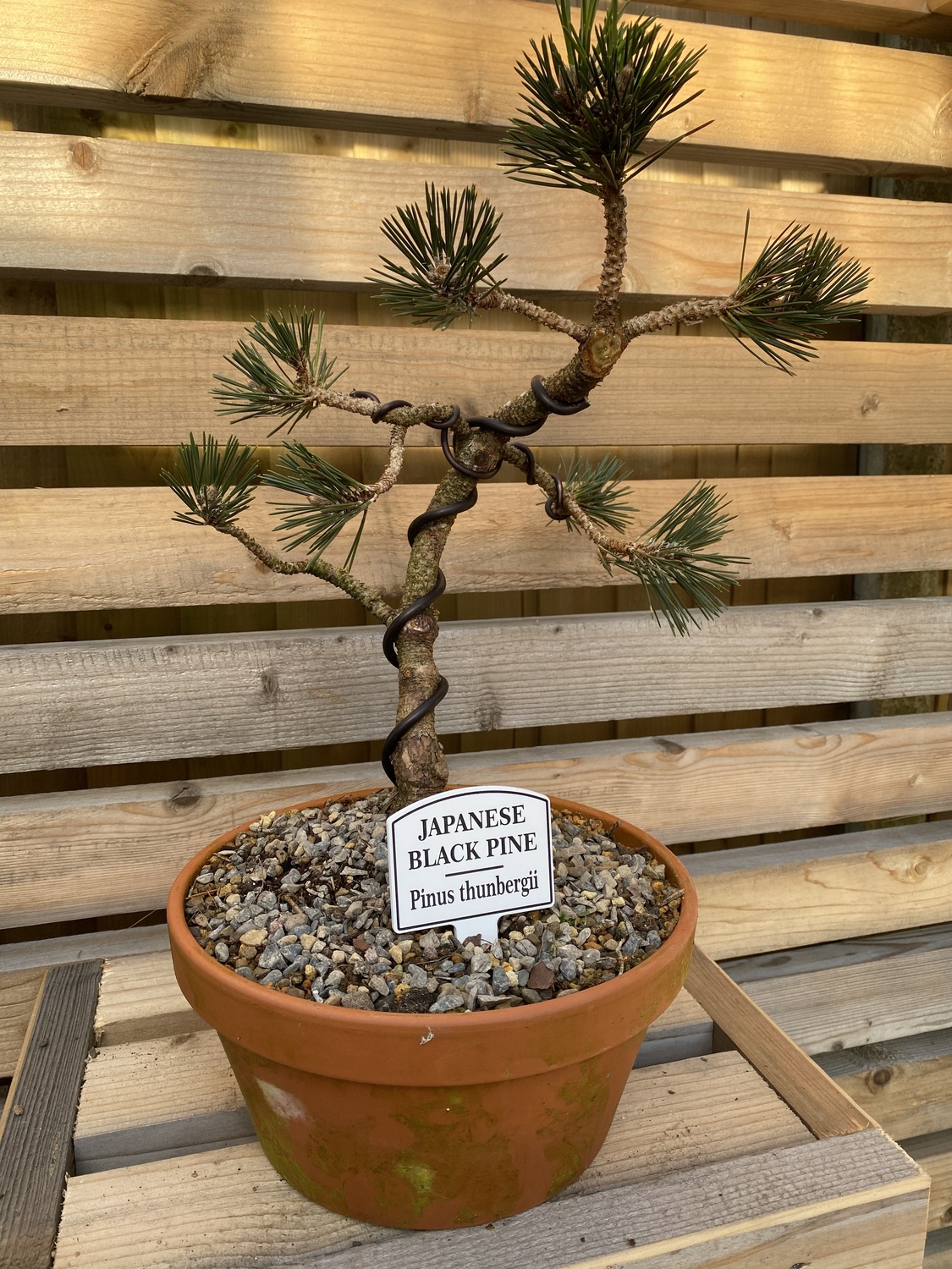 Bonsai Tree Tags / Labels | Crafty Monkey | Sports Medal Hangers