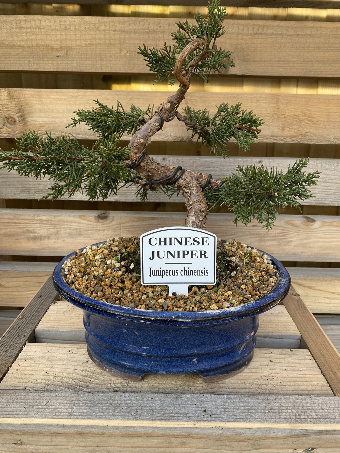 BONSAI出品 Bonsai Tree Tags / Labels | Crafty Monkey | Sports Medal Hangers