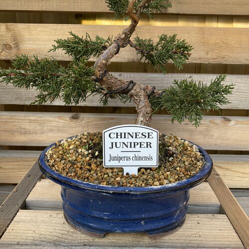 Bonsai Tree Tags / Labels