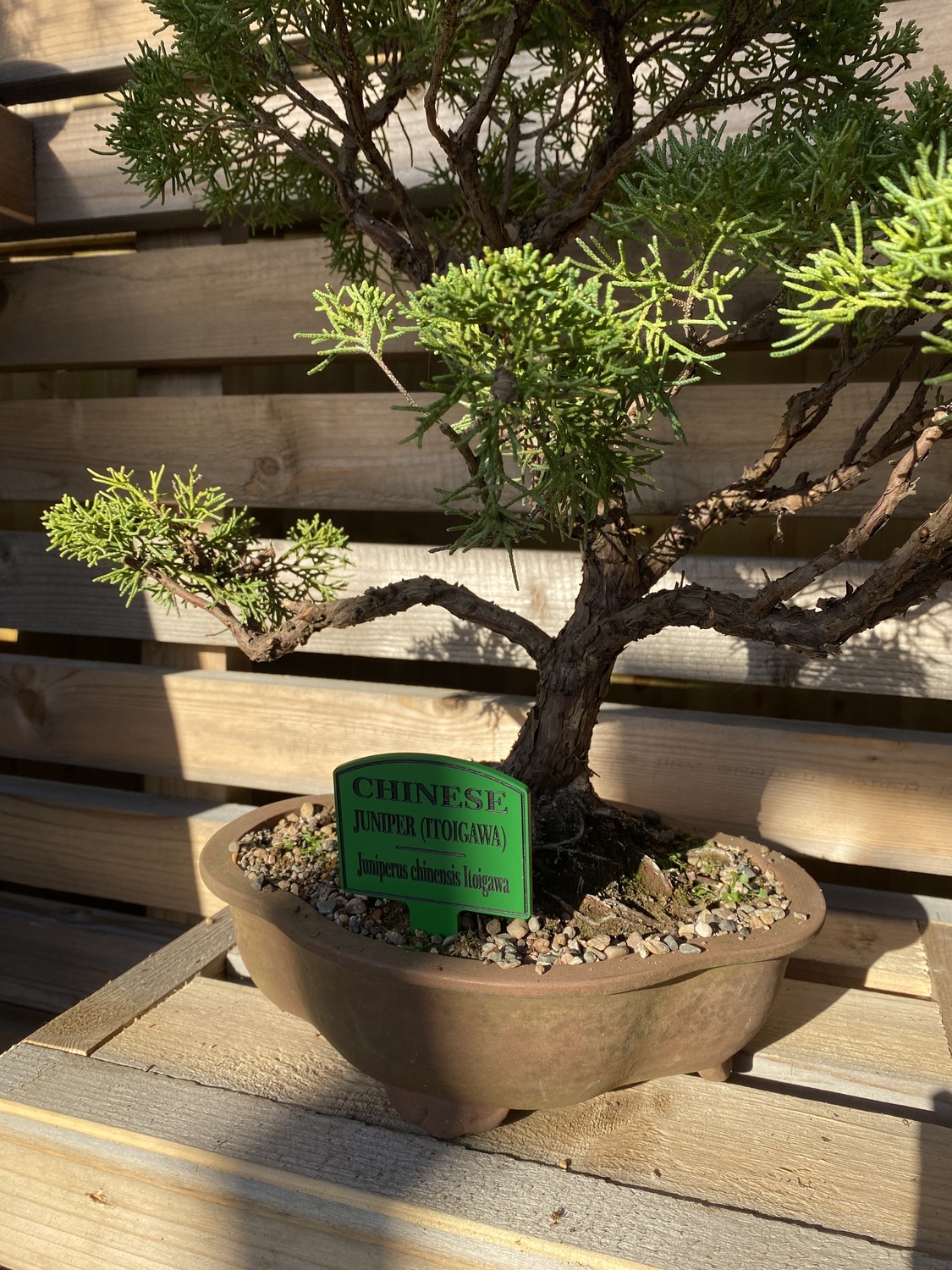 BONSAI出品 Bonsai Tree Tags / Labels | Crafty Monkey | Sports Medal Hangers