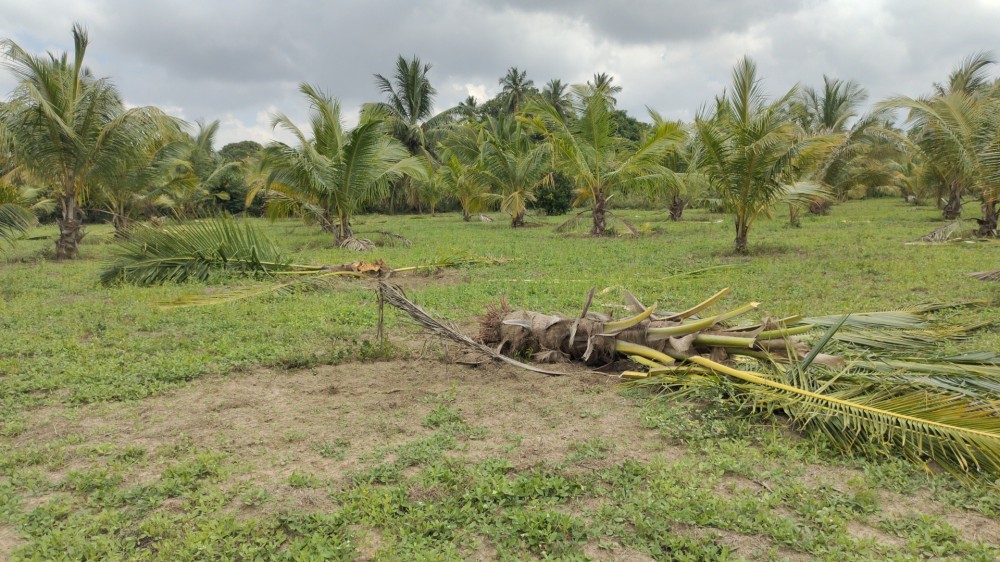 யானைகளாலான அழிவுகள்