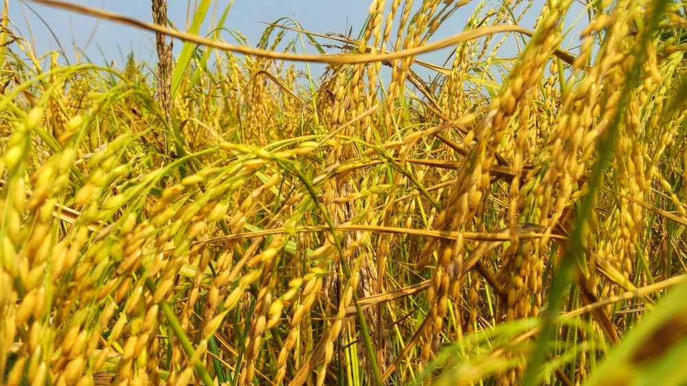 நெல்லின் விலையை உயர்த்துக