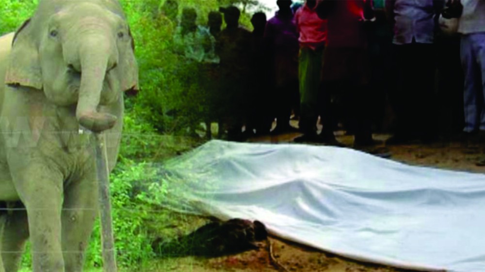 யானைகள் தாக்கியதில் ஒருவர் பலி