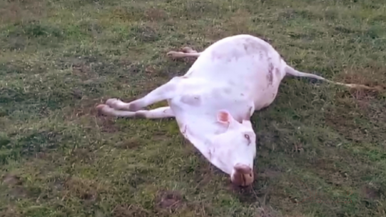 நிலத்தை அபகரிப்போரின் அடாவடித்தனம். பதற்ற நிலையில் மக்கள்