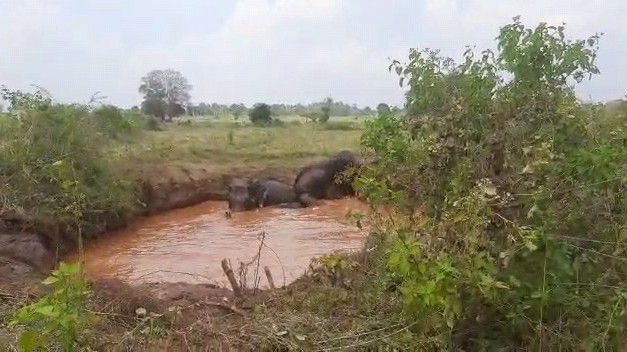 காப்பாற்றப்பட்ட யானைகள்