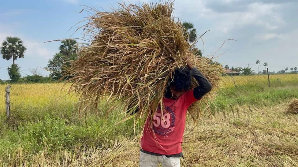 மன்னாரில் பாரம்பரிய முறையில் செய்கைப் பண்ணப்பட்ட நெல் அறுவடை