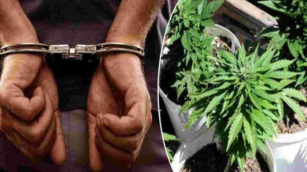 கஞ்சாவுடன் கைது