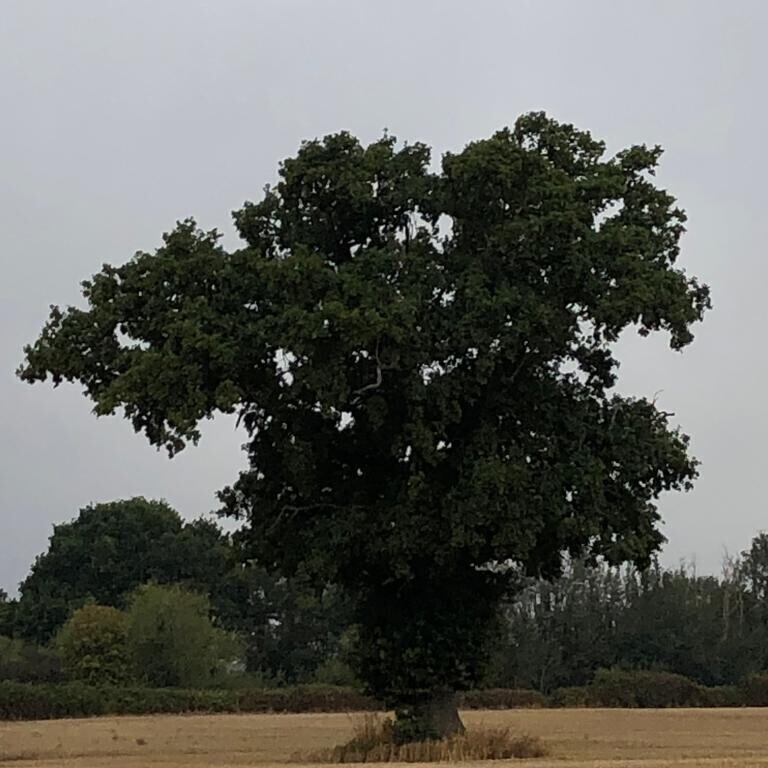 Supporting your Neurodivergent clients with Eating Disorders