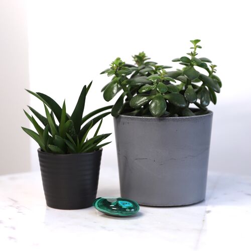 Malachite polished palm stone